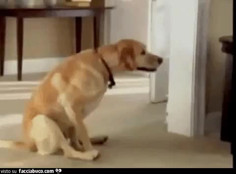 gif animata