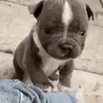 gif animata