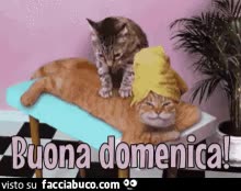 gif animata