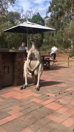 Canguro che si gratta le palle