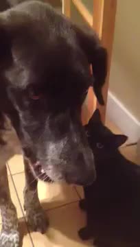 Gatto abbraccia cane