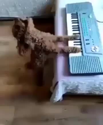Gif Animata