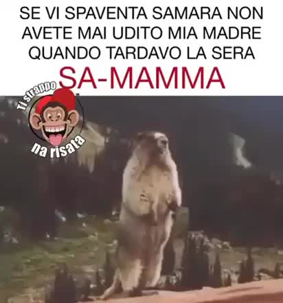 Gif Animata