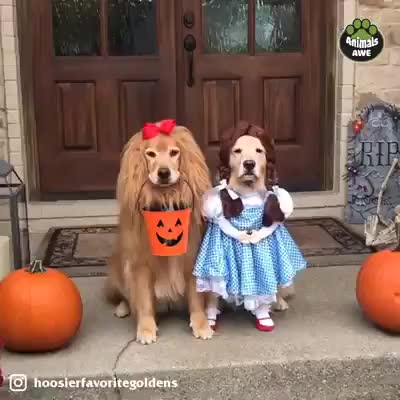 Gif Animata