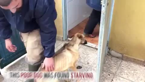 Cane abbandonato magrissimo è salvato