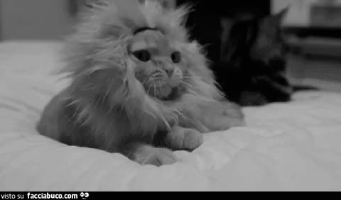 gif animata