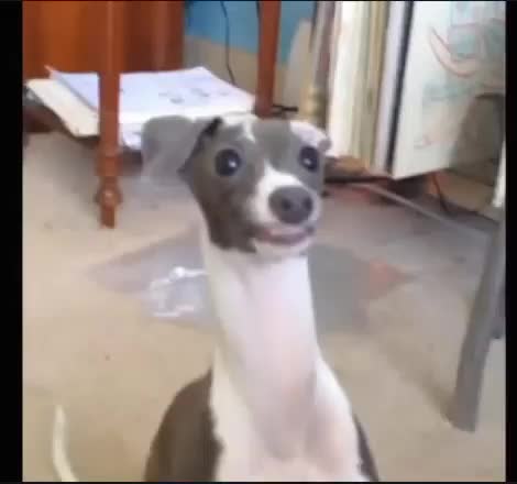 gif animata