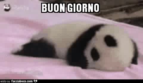 gif animata