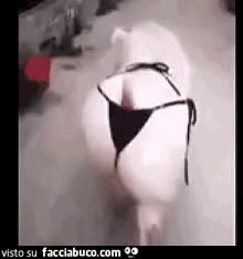 gif animata