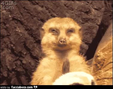 gif animata