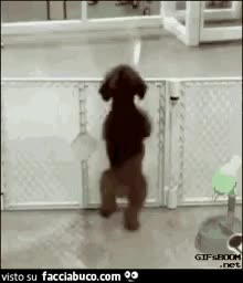 gif animata
