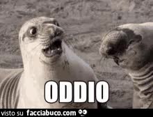 gif animata