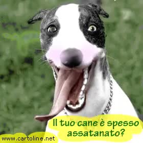 Gif Animata