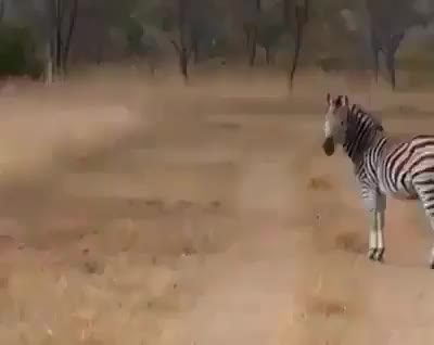 Uomini travestiti da zebra che vengono attaccati da due tigri